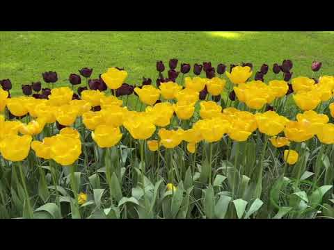 A Blooming Paradise: Discover the Magic of Keukenhof Gardens, Netherlands