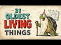 31 Oldest Living Things on the Planet