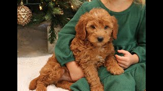 Video preview image #1 Goldendoodle (Miniature) Puppy For Sale in PARADISE, PA, USA