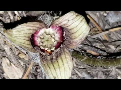 (#124) 菌類から盗む別の奇妙な花と植物