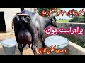 لائیو چوائ نیلی دریائے ستلج کی 18 کلو والی بھینس برائے فروخت 4 ستمبر 2024 pure nilli buffalo for s