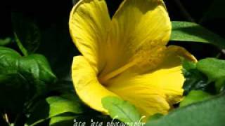 Keali'i Reichel: Kaiona