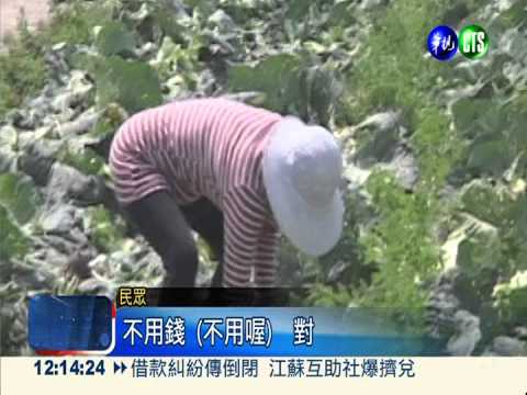 高麗菜價崩盤!菜農開放自行採摘