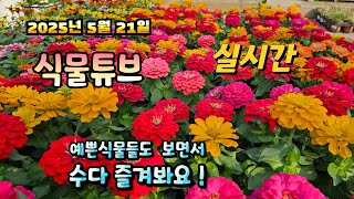 2025년 5월 21일   예쁜식물들 보면서  랜선으로  수다즐겨봐요. #양재꽃시장 #식물튜브 #식물아빠