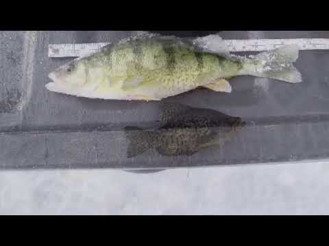 Puslinch lake & Simcoe lake 2004 short