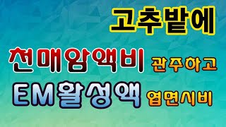 [텃밭농부.661]  고추밭에 천매암액비 관주하고 EM활성액 엽면시비#고추 웃거름 #고추 엽면시비 #고추재배