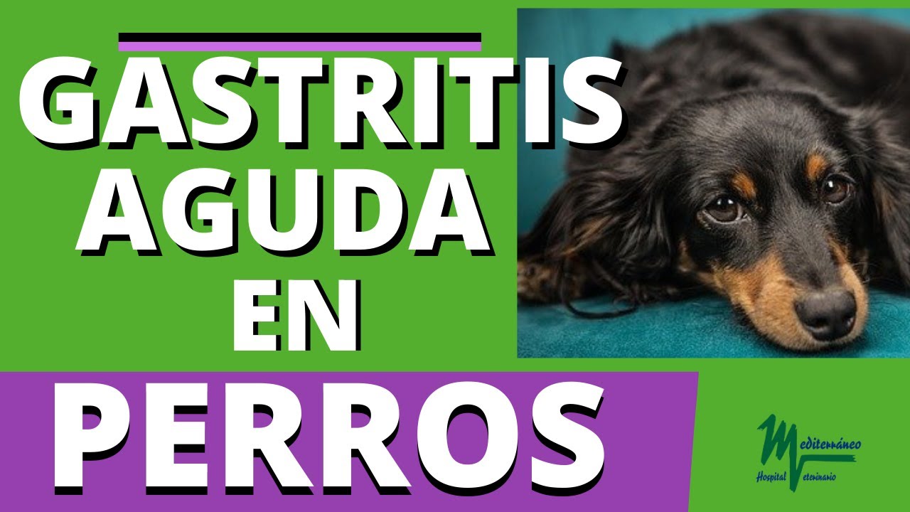 GASTRITIS AGUDA en PERROS🐶