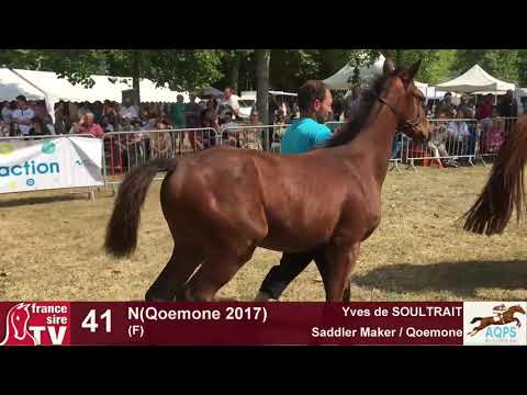 Decize 2017 : lot 41 - N(Qoemone 2017)