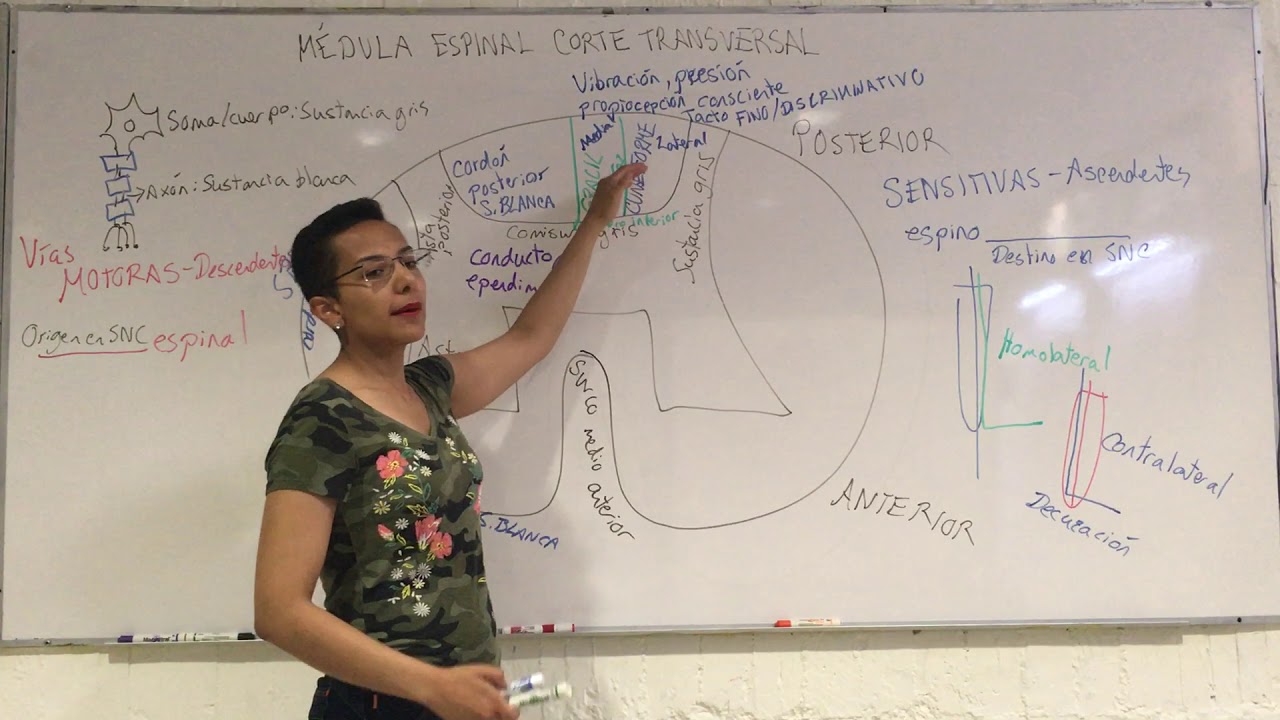 Médula espinal corte transversal: vías ascendentes (sensitivas) y vías descendentes (motoras)