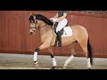 SOLD Seltene 6 Jährige Falbe PRE Stute