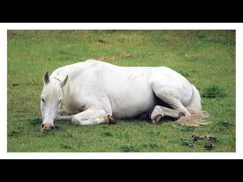 , title : 'Pourquoi les chevaux dorment ils debout? Et comment ses jambes sont elles si grosses?'