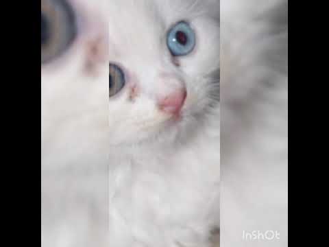 persion cat's 😍😍🤩