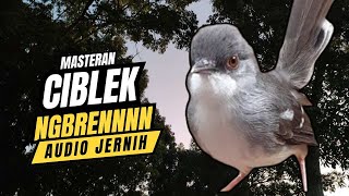 Download lagu Masteran Ciblek Ngebren Hari Audio Jernih mp3 Download lagu Masteran Ciblek Ngebren Hari Audio Jernih mp3