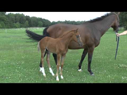 Hengstveulen van Totilas zoon Glock's Toto jr.