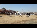 Marwari Horse Show Sarangkheda Marwari Stallion Marwari Mare Marwari Ghoda Marwari Ghode Filly Colt