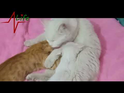 welcome back kitten | #zindaggiorhaseenlife#mujtaba #musfirah #cats #catslover #kitten #cutecats