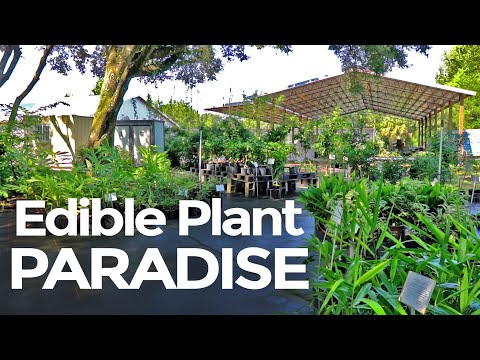 Edible Plant Paradise: Inside a Food- Forest-Focused Plant Nursery!
