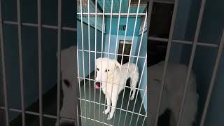 Video preview image #1 Siberian Husky Puppy For Sale in Pasadena, CA, USA