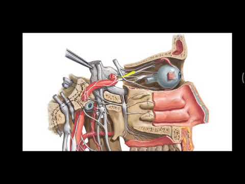 Cervical sympathetic ganglions | Stellate ganglion | Cervical sympathetic chain | Anatomy