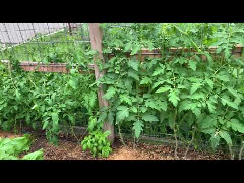 Quail Castle aviary and castle grounds July 11th