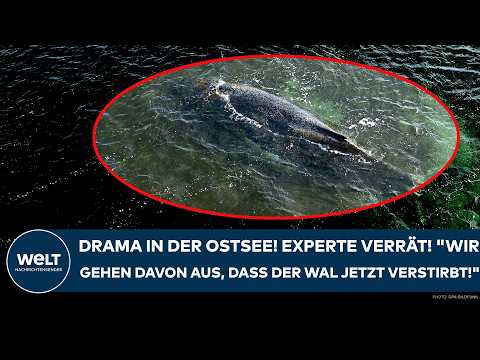 Video Thumbnail: OSTSEE: Drama um den Buckelwal! Experte verrät! "Wir gehen davon aus, dass der Wal jetzt verstirbt!"