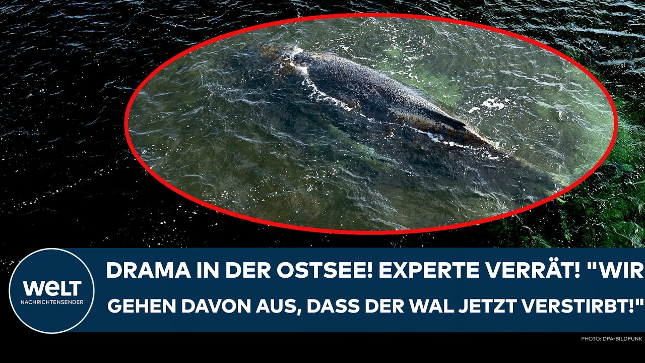 OSTSEE: Drama um den Buckelwal! Experte verrät! "Wir gehen davon aus, dass der Wal jetzt verstirbt!"