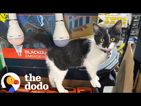 Cat Found Outside of Hardware Store Becomes New Store Manager | The Dodo