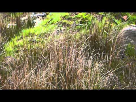 Newts Coalisland Annagher/Washingbay area