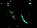 Monte Negro - Wheel of Time [Fat Baby NYC]