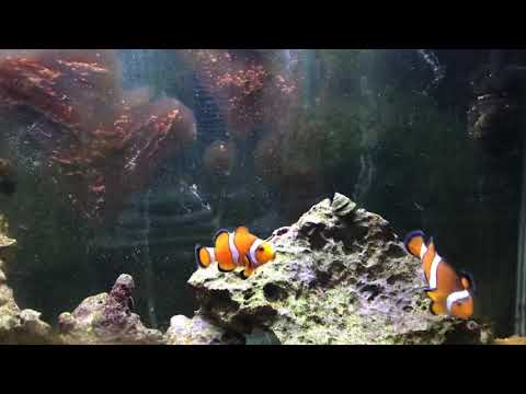 15 yr old clownfish couple