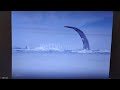 The Stock Footage Used In The Opening Of Whale Tale From Little Einsteins READ THE DESCRIPTION