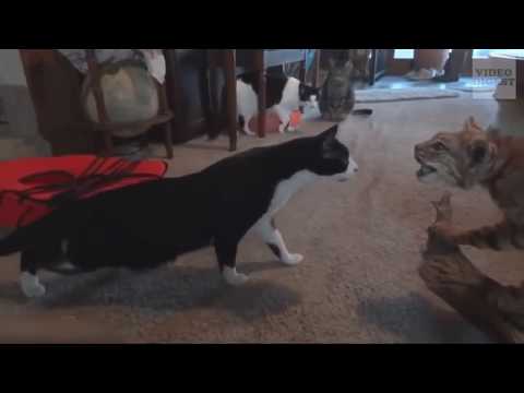 Cats In Full Panic Mode......!!!