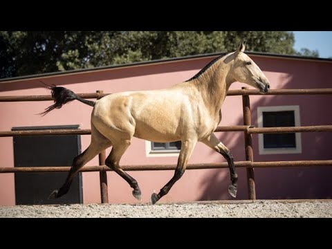 Horse for Sale I Piro Free buckskin Lusitano Mare by Líder Seven (REF#920)