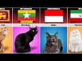 Cat Breeds From Different Countries