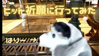 【初ロケ】兼業ボカロPがヒット祈願に行ってみた（鬼子母神）