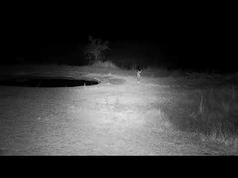 Djuma: Duiker male drinks at the pan - 05:29 - 08/26/21