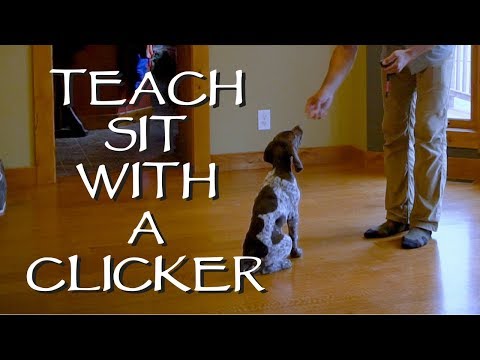 Clicker Train Your Puppy To Sit - Part 2 - Upland Bird Dog Training