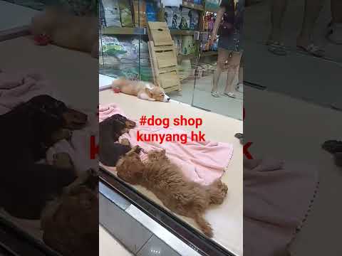 #hashtag #dog shop kunyang hk