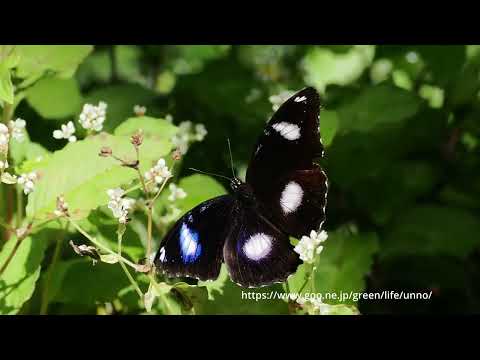 リュウキュウムラサキ、くるくる回ると色が変わる