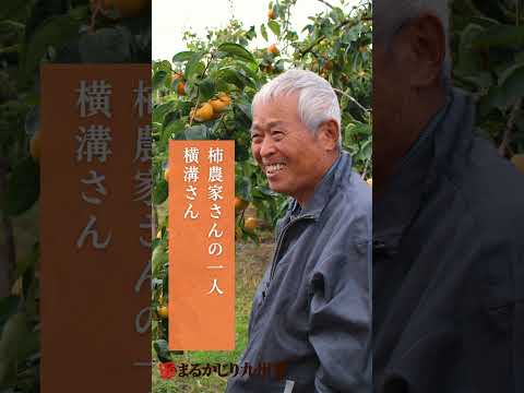 【まるかじり九州】【富有柿（ふゆうがき）】美味しい甘柿の人気No.1品種を福岡県より産地直送でお届けします！#柿 #fruit #甘柿 #富有柿 #まるかじり九州