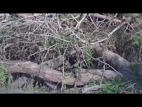 Djuma: Monitor Lizard sunning itself on the log - 16:39 -  11/01/21