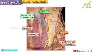Ansa Cervicalis | Cadaveric Anatomy, Nerve Loop & Clinical Correlations | USMLE Step 1