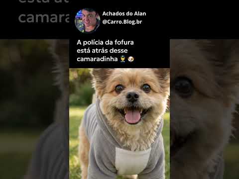 Essa ideia conquista todo mundo #shorts #pets