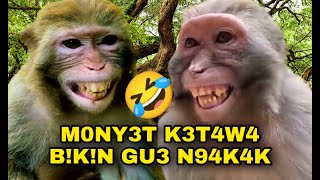 Download lagu Monyet Ketawa 🤣🤣🤣 !!! mp3