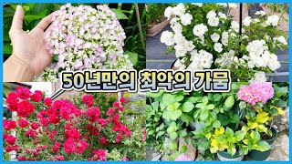 최악의 가뭄 속 정원식물들!! 물주기 너무 힘들지만 잘 버텨주고 있어요!! 수국, 장미 외 16종!!