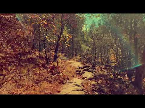 Zebadiah Witch • Garden