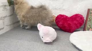 ハーフ犬の動画02