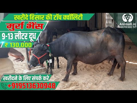 Black Murrah Buffalo