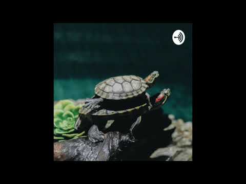 The Turtle Theory Podcast - Turtles All The Way Down - Episode 1