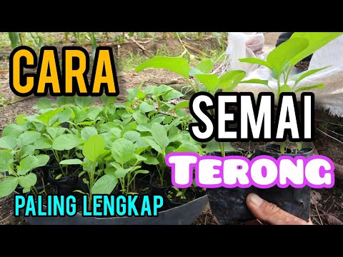 , title : 'Cara menyemai terong ungu dari nol hingga siap tanam.Paling lengkap'